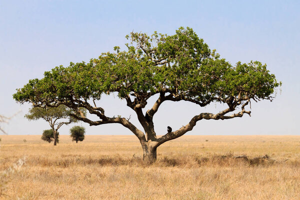 Serengeti National Park landscape, Tanzania, Africa. African panorama