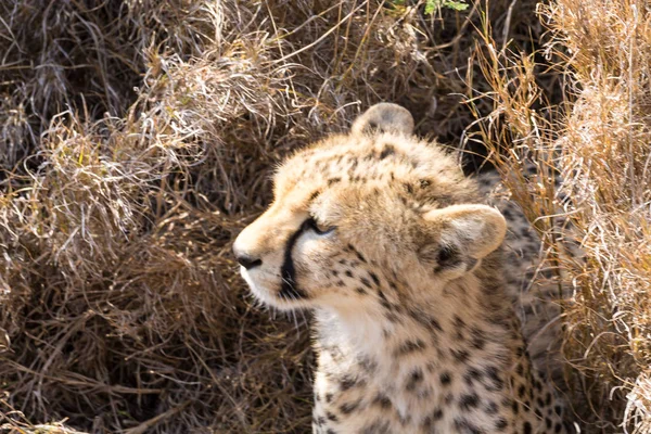 Gepardenjunges. serengeti nationalpark, tansania, afrika — Stockfoto