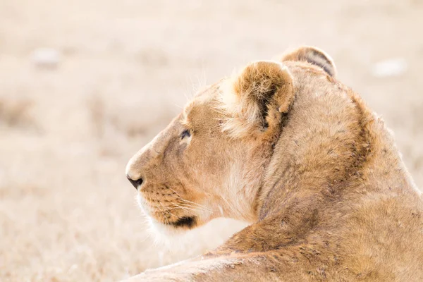 Löwin aus nächster Nähe. serengeti nationalpark, tansania, afrika — Stockfoto