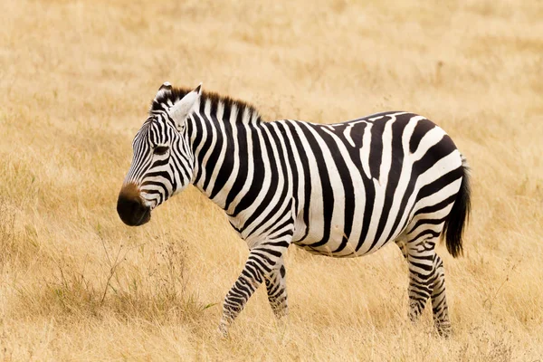 Zèbre en gros plan. Cratère de l'aire de conservation de Ngorongoro, Tanzanie — Photo