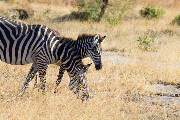 Zebras close up, Tarangire National Park, Tanzania, Africa. African safari.