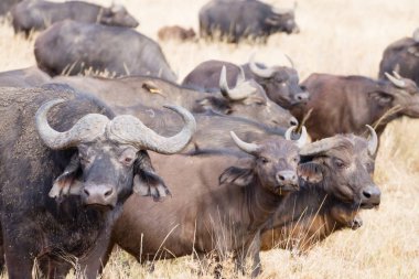 Serengeti Ulusal Parkı 'ndan Cape Buffalo, Tanzanya, Afrika