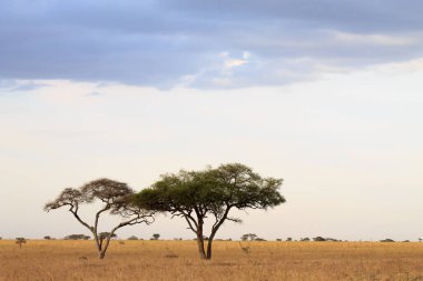 Serengeti Ulusal Parkı, Tanzanya, Afrika