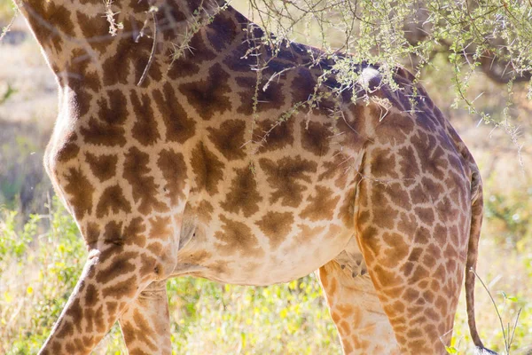 Girafa de perto, Parque Nacional Tarangire, Tanzânia — Fotografia de Stock