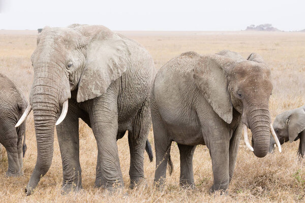 Herd of elephants from Serengeti National Park, Tanzania, Africa. African wildlife