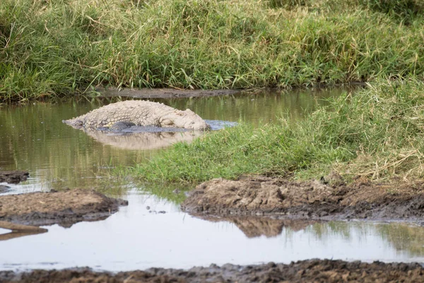 Krokodýl z národního parku Serengeti, Tanzanie, Afrika — Stock fotografie