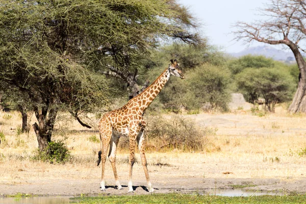 Zbliżenie żyrafy, Park Narodowy Tarangire, Tanzania — Zdjęcie stockowe