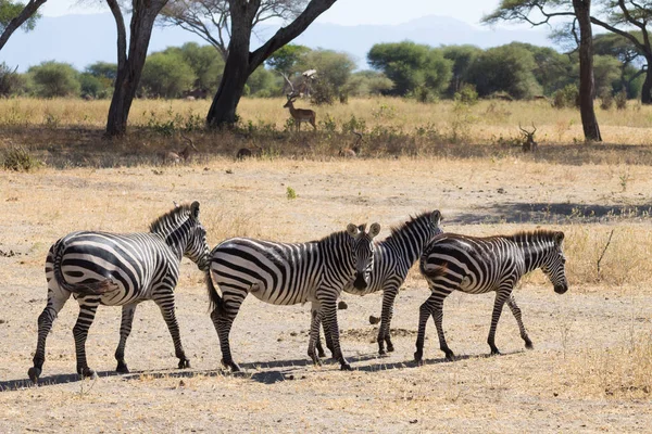 Zebra 's dichtbij, Nationaal park Tarangire, Tanzania — Stockfoto