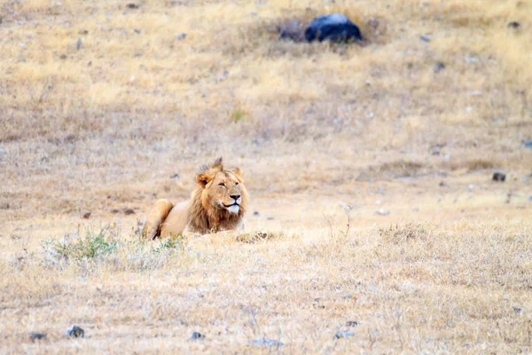 Lion on Ngorongoro Conservation Area crater, Tanzania — Stock Photo, Image