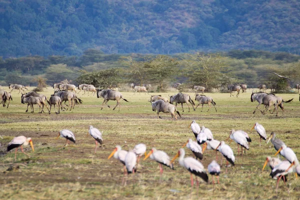 Stado dzikich zwierząt z ptakami na pierwszym planie, Jezioro Manyara, Tanzania — Zdjęcie stockowe