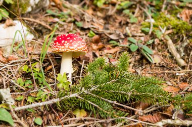 Amanita muscaria mantar yakın kadar doğa arka plan