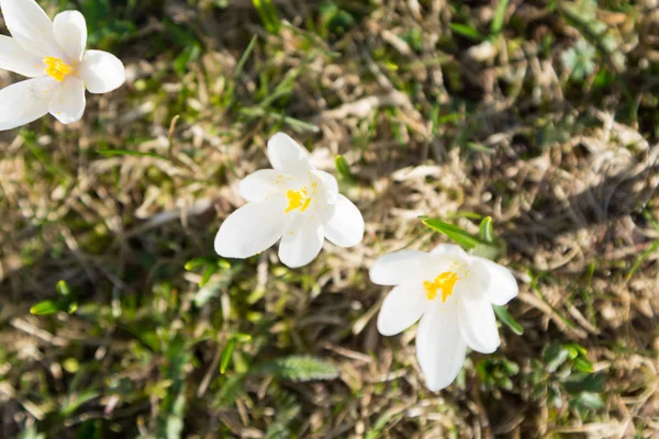 Primavera pasqueflower da vicino. Fiore vista dall'alto — Foto Stock