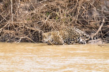 Jaguar Pantanal, Brezilya