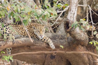 Jaguar from Pantanal, Brazil clipart
