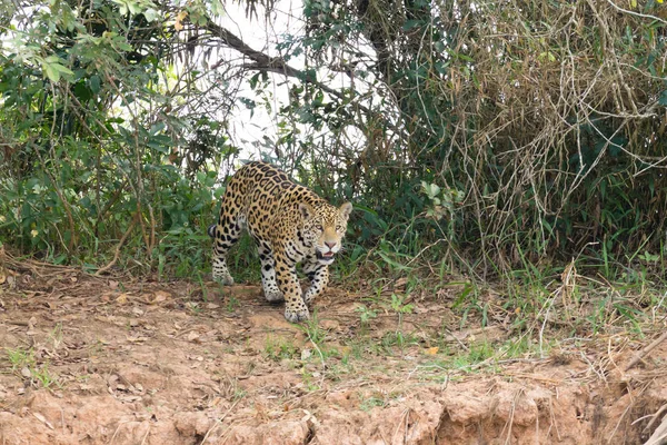 Jaguar-ból Pantanal, Brazília — Stock Fotó
