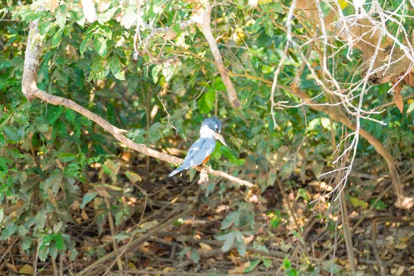 Kingfisher annelé sur la nature à Pantanal, Brésil — Photo