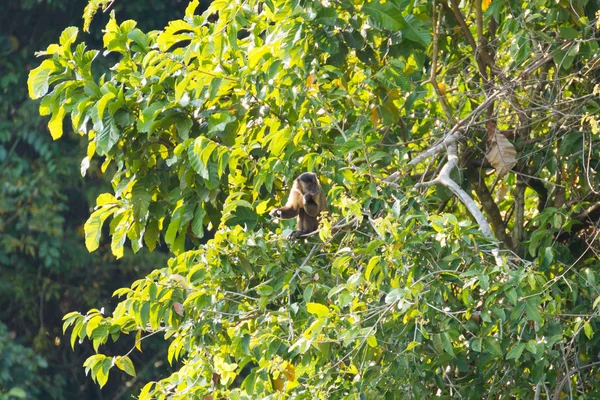 Singe capucin touffeté sur la nature à Pantanal, Brésil — Photo