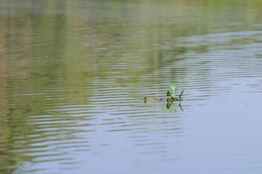 Panorama Pantanal, Brezilyalı sulak bölge üzerinden.