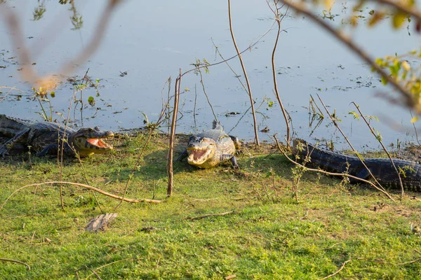 Caiman which heats up in the morning sun. — Stock Photo, Image