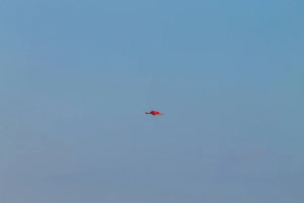 Scarlet ibis from Lencois Maranhenses National Park, Brasil . — Fotografia de Stock