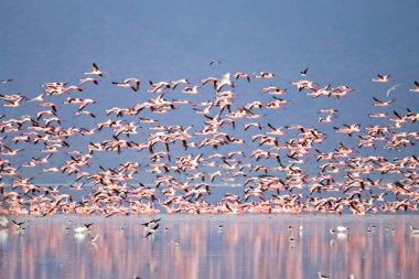 Flock of pink flamingos from Lake Manyara, Tanzania clipart