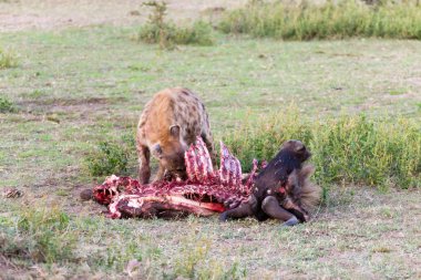 Afrika 'daki Serengeti Ulusal Parkı' nda antilop yiyen sırtlanlar.