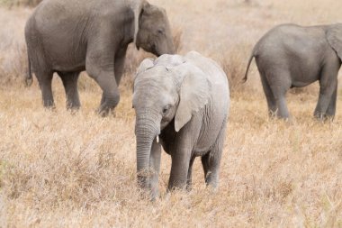 Serengeti Ulusal Parkı, Tanzanya, Afrika 'dan fil sürüsü