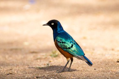 Muhteşem sığırcık kuşları. Serengeti Ulusal Parkı, Tanzanya, Afrika