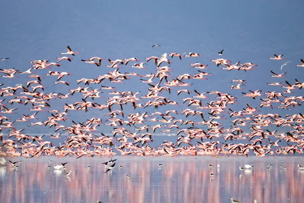 Tanzanya, Manyara Gölü 'nden pembe flamingo sürüsü.