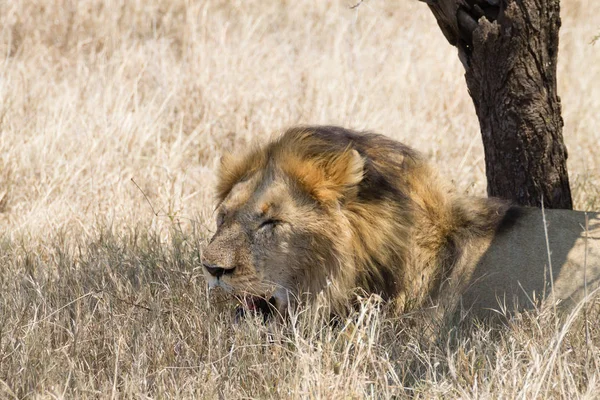Löwe im Serengeti Nationalpark, Tansania, Afrika — Stockfoto