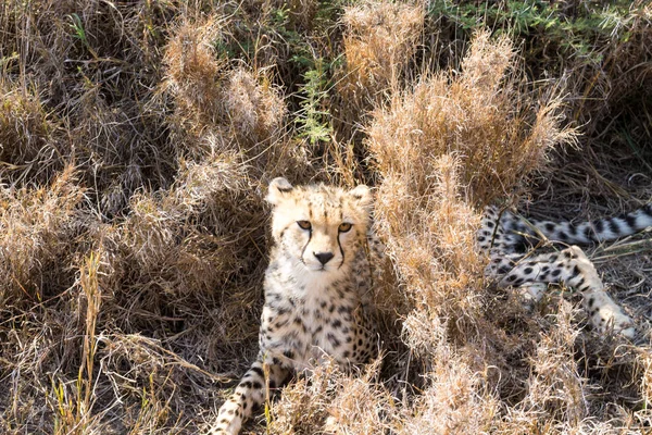 Çita yavrusu. Serengeti Ulusal Parkı, Tanzanya, Afrika — Stok fotoğraf