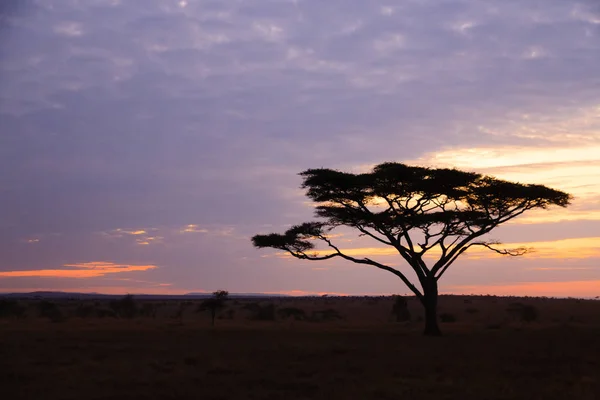 Αυγή στο Εθνικό Πάρκο Serengeti, Τανζανία, Αφρική — Φωτογραφία Αρχείου