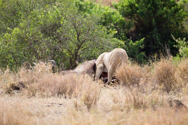 Löwin aus nächster Nähe. serengeti nationalpark, tansania, afrika — Stockfoto