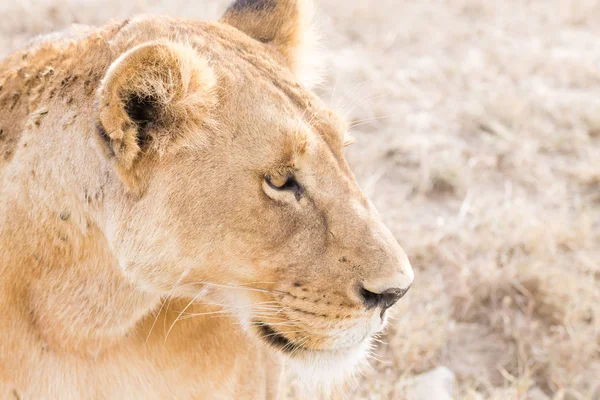 Oroszlán közeledik. Serengeti Nemzeti Park, Tanzánia, Afrika — Stock Fotó