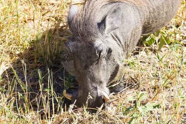 Warthog zblízka, Národní park Tarangire, Tanzanie — Stock fotografie