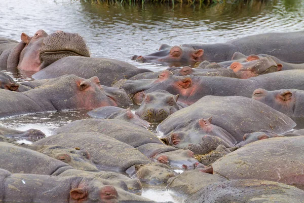Hipopótamo sobre el agua, cráter de Ngorongoro, Tanzania — Foto de Stock