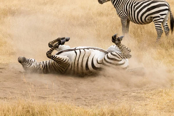 Zebra que está rolando no chão. Cratera de Ngorongoro, Tanzânia — Fotografia de Stock