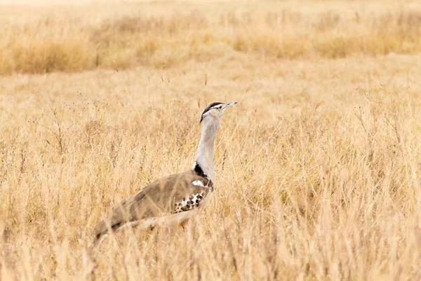 Kori bustard bird close up. Ngorongoro Conservation Area crater, — 스톡 사진