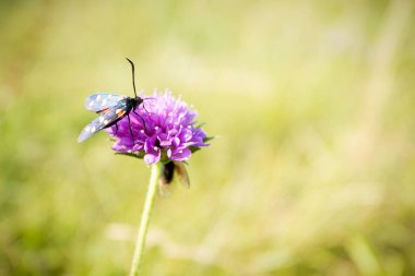 Kırmızı kaplan güvesi yonca çiçeğinin üzerinde Yaklaş.