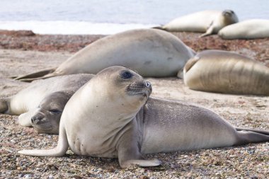 Yukarı, Patagonia, Arjantin yakın sahilde deniz fili