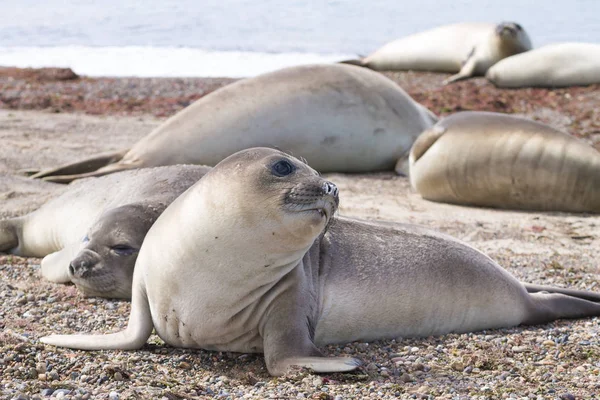 Sjöelefant på stranden nära upp, Patagonien, Argentina — Stockfoto