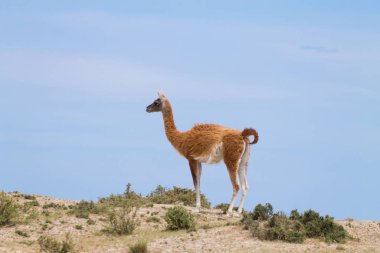 Çok yakın kadar yabani hayvanlar ve bitkiler Patagonia, Arjantin