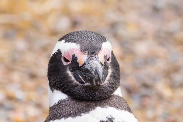 Pinguim-de-magalhães de perto. Punta Tombo pinguim colônia, Patagon — Fotografia de Stock