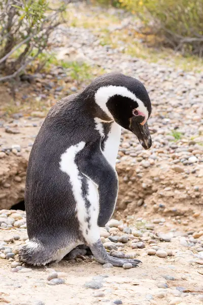 Pinguim-de-magalhães de perto. Punta Tombo pinguim colônia, Patagon — Fotografia de Stock