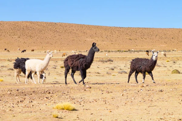 Reproducción de llamas bolivianas, Bolivia —  Fotos de Stock