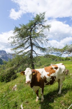 İnekli dağ manzarası, İtalyan Alpleri