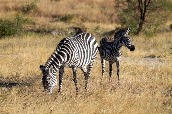 Zèbres Gros Plan Parc National Tarente Tanzanie Afrique Safari Africain — Photo