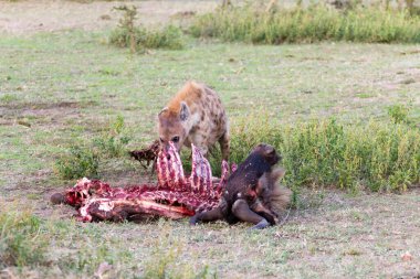Afrika 'daki Serengeti Ulusal Parkı' nda antilop yiyen sırtlanlar. Afrika vahşi yaşamı