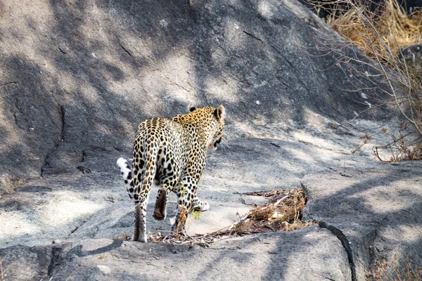豹子在岩石上 坦桑尼亚塞伦盖蒂国家公园 非洲野生动物 — 图库照片