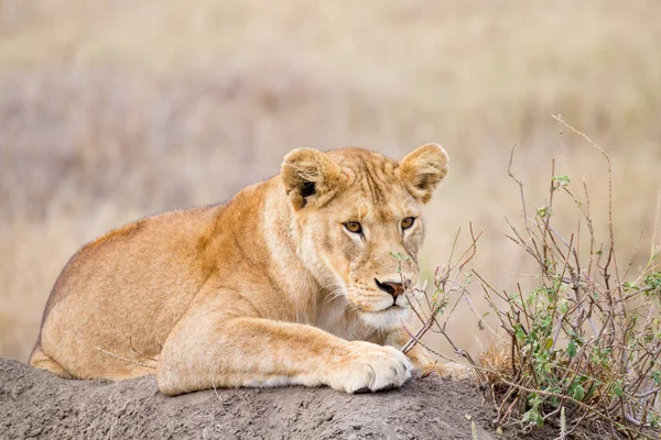 Oroszlán Közeledik Serengeti Nemzeti Park Tanzánia Afrikai Vadvilág — Stock Fotó